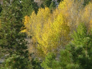 DSCF9554