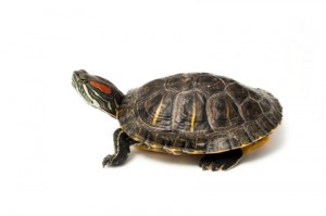 Red eared turtle on white
